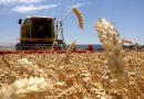 La CRA advirtió que las retenciones al trigo dejan “en riesgo” a los productores